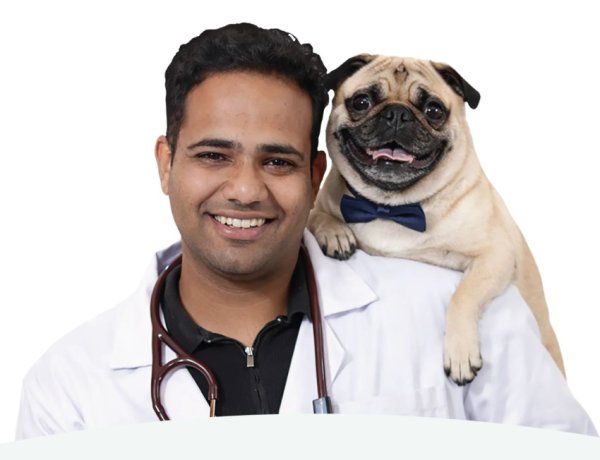 The Hidden Price of Cheap Kibble: Veterinarian Dr. Anshul Rawal on What Bargain Pet Food Is Doing to India's Dogs and Cats