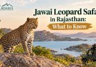 Jawai Leopard Safari in Rajasthan: What to Know