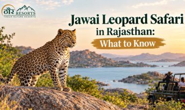 Jawai Leopard Safari in Rajasthan: What to Know