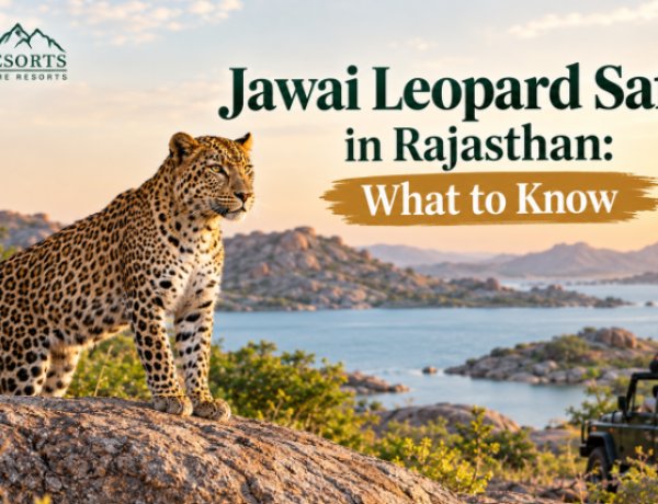 Jawai Leopard Safari in Rajasthan: What to Know