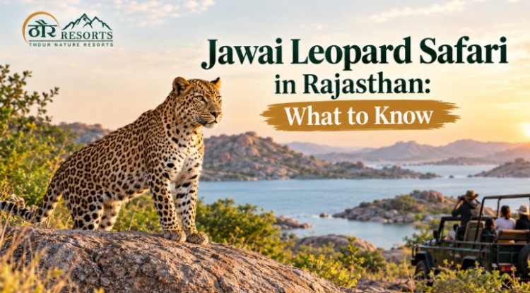 Jawai Leopard Safari in Rajasthan: What to Know